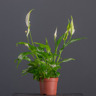 Спатифілум малий