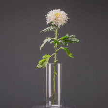 Хризантема Одноголовая