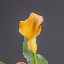 Калла в горшке 