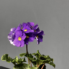 Примула