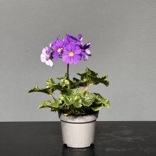 Примула