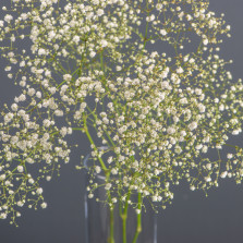 Гіпсофіла